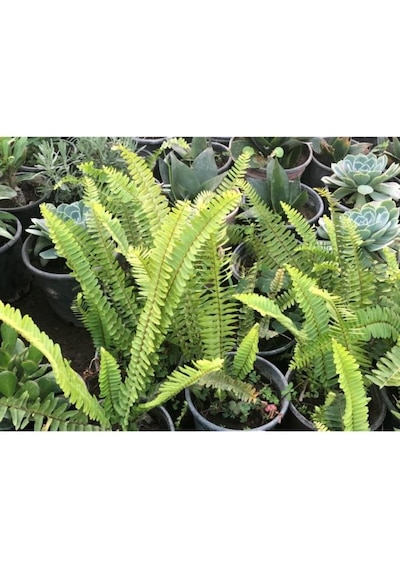 Aşk Merdiveni Çiçeği Fidanı 10-20 Cm