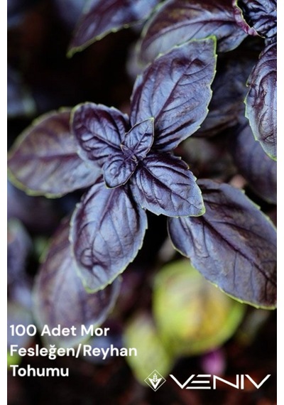 100 Adet Mor Fesleğen/reyhan 2 Paket 200 Adet