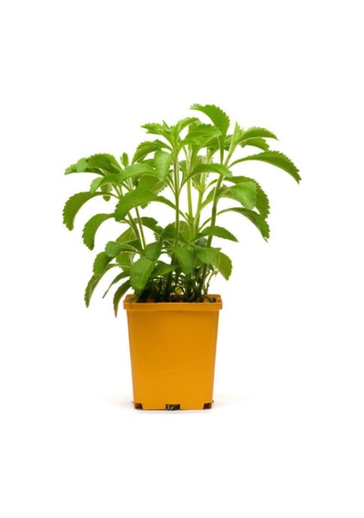 Saksılık Stevia Tohumu Ekim Seti 5 Tohum Şekerotu Tohumu Saksı Toprak Kombin