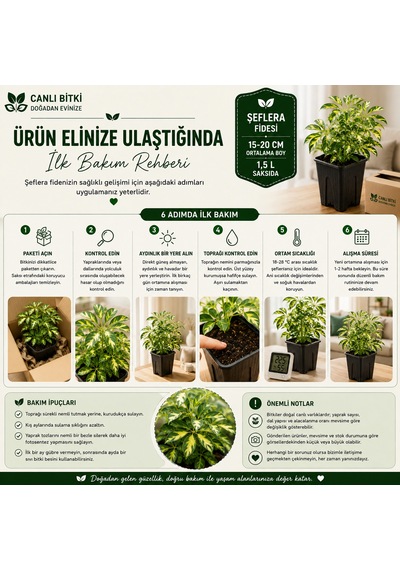 Alacalı Şeflera Fidesi 15-20 Cm 1,5 L Saksıda Canlı İç Mekan Bitkisi