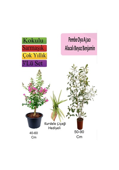 Pembe Oya Ağacı+ Alacalı Beyaz Benjamin+ Kurdele Hediyeli