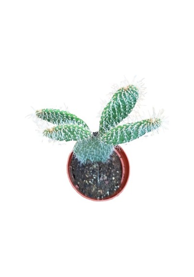 Opuntia Dikenli Hint Inciri Kaktüsü