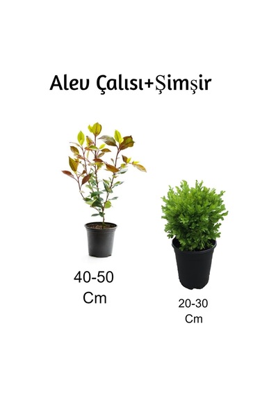 Alev Çalısı+ Şimşir 2'li Set Dış Mekan Bitkisi