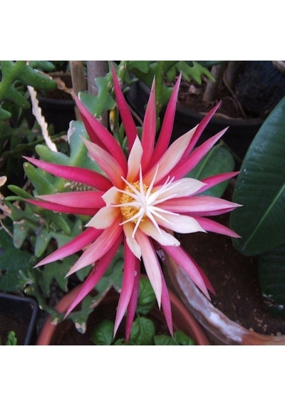 Epiphyllum Selenicereus Anthonyanus Atlas Çiçeği Fidanı 9 Luk Saksıda