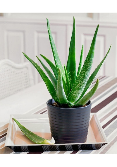 Aloe vera – Sarı sabır