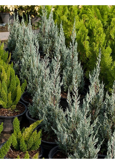Videolu Mavi Servi Leylandi 1 Adet Saksılı/tüplü 30-60 Cm Cupressocyparis Leylandii