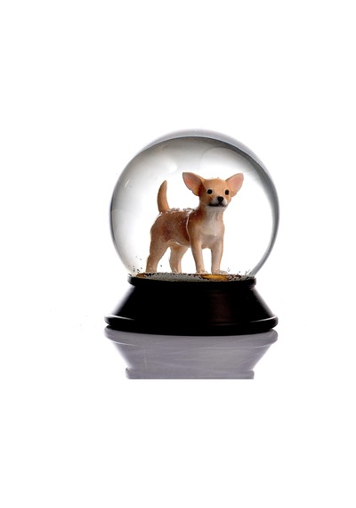 Cam Ve Reçine Altın Patiler Köpek Chihuahua Kayısı Kar Küresi Hediye
