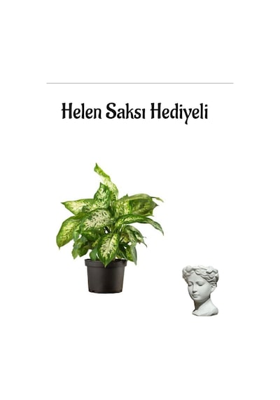 Hediyelik Difenbahya Bitkisi Sevgililer Gününe Özel Helen Saksı Hediyeli