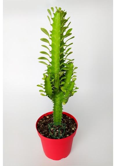 Süt kaktüsü Euphorbia Trigona yeşil Afrika süt ağacı kaktüsü 12cm