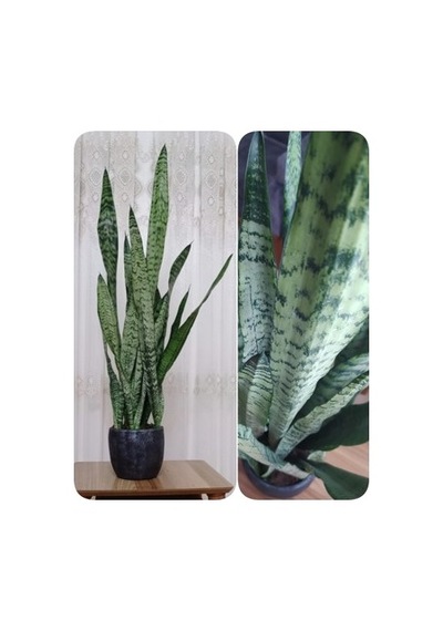 Sansevaria Peygamber Kılıç Çiçeği Paşa Kılıcı 15-25 Cm