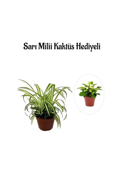 Sarı Yeşil Yapraklı Kurdele Çiçeği Sevgililer Gününe Özel Sarı Milii Kaktüs Hediyeli