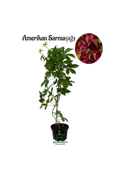 Duvar Sarmaşığı 45-75cm 1 Adet Saksılı/tüplü Parthenocissus Quinquefolia