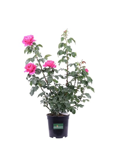 Saksıda Koyu Pembe Gül Fidanı