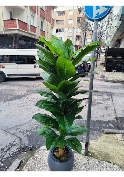 Rüzgar Yapay Çiçekçilik 170 Cm Difenbahya Ağacı Beyaz Saksı Yeşil