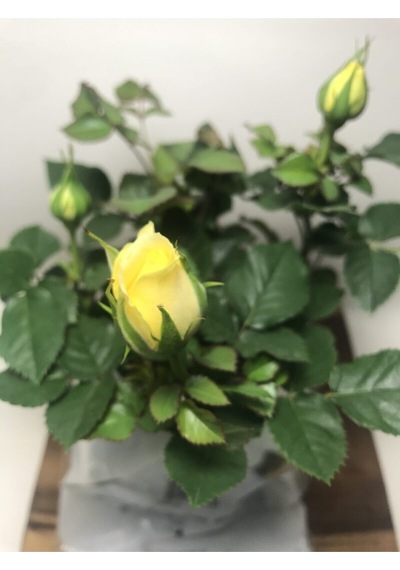Videolu 1 Adet Renkli Anneler Günü Için Hediyelik Gül Çiçekli Bodur Bitkiler Flower
