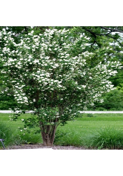 Tüplü Philadelphus Filbahri Fidanı