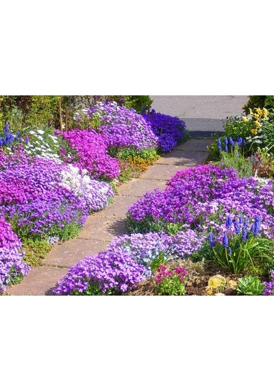 100+ Aubrieta Karışık Çiçekli Yer Örtücü Tohumu N115027