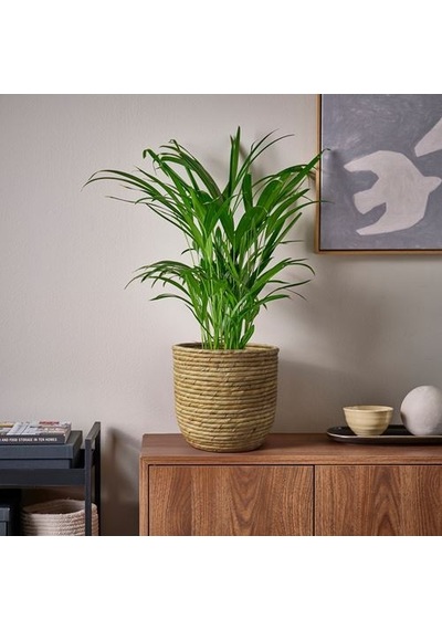Ikea Sandödla Rattan Saksı, Su Sümbülü 86028378