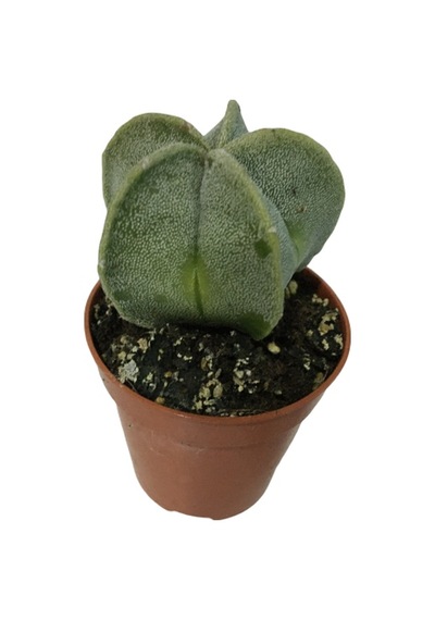 Nadir Kaktüs - Astrophytum Myriostigma - Astro Kaktüs