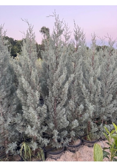 15 Lt Saksıda Aşılı Arizona, Mavi Servi Cupressus Arizonica Boy 180-200 Cm