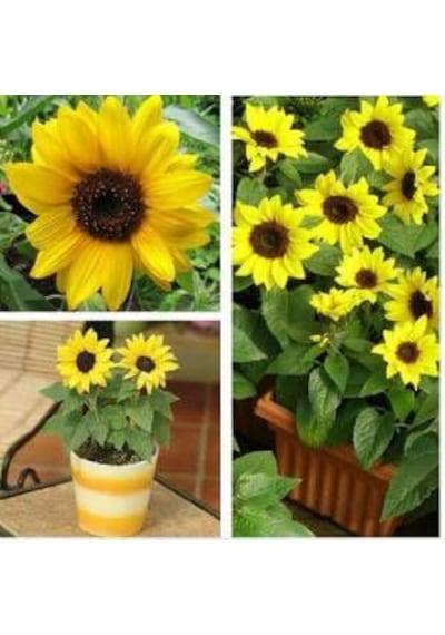 5 Adet Süs Günebakan Çiçeği Tohumu Çiçek Tohumu + Tohum
