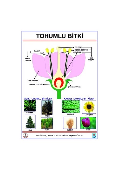 Tohumlu Bitkiler Levhası
