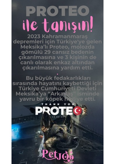 Petjoo 24.Proteo Pembe-Gri Qr'lı Köpek Künyesi