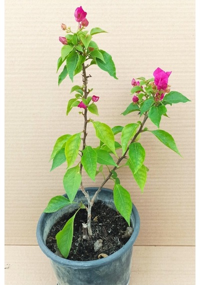 Fuşya Bodur Begonvil Bougainvillea