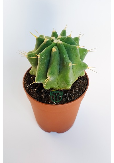 Ferocactus Glaucescens Kuraklığa Dayanıklı Bitki Özel Tür Katküs