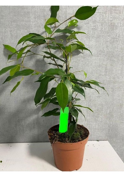 Yeşil Benjamin Bitkisi Ofis Salon Çiçeği Hediyelik 30-60cm