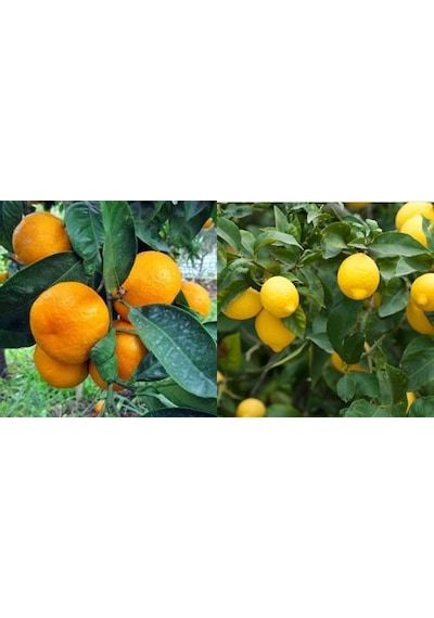 Tüplü Aşılı Kokulu Bodrum Mandalinası + Yediveren Limon Fidanı 2