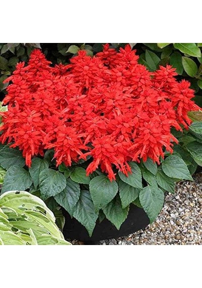 Ateş Çiçeği Salvia Splendens 20 Adet