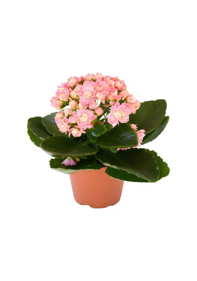 Hediyelik Açık Pembe Kalanşo Kalanchoe Çiçeği Öğretmenler Gününe Özel Helen Saksı Hediyeli
