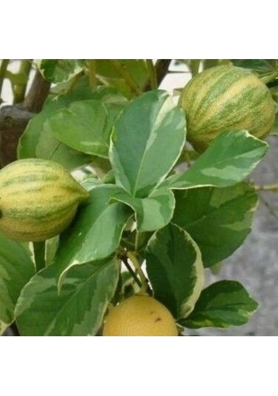 3 Yaş Alaca Limon Fidanı