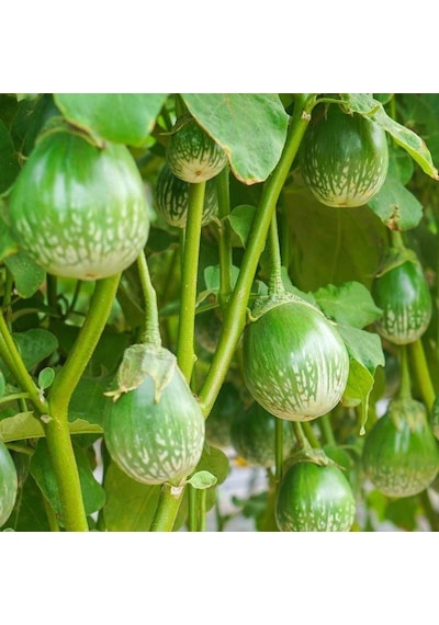 Green Giant Thai Dev Patlıcan Tohumu 15 Tohum 1 Set