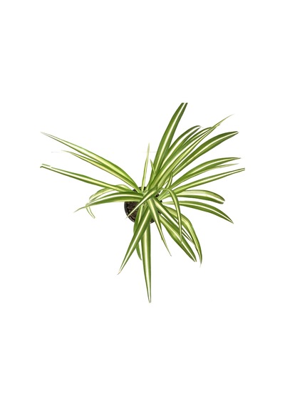 Chlorophytum Comosum (Kurdele Çiçeği) Ø12 CM Y20-25 CM Chlorophytum Comosum (Kurdele Çiçeği) Ø12 CM Y20-25 CM