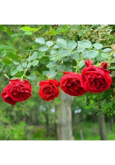 Yediveren Kırmızı Gül Fidanı 1 Adet 30-50 Cm Yediveren Red Rose 4271