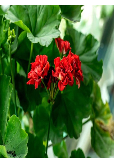Videolu 1 Adet Bordo Sakız Sardunya Çiçeği 15-25 Cm Saksılı Çiçekli Bodur Bitkiler Geranium