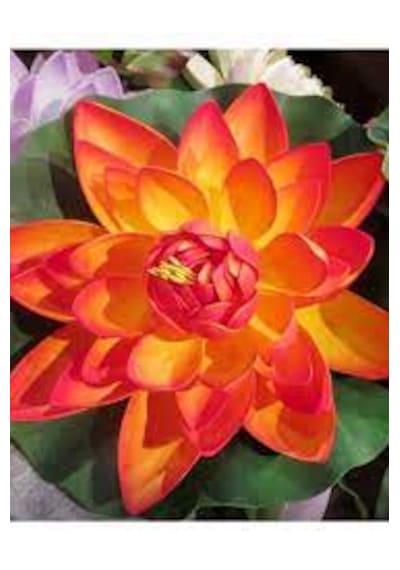 5 Adet Tohum Nadir Turuncu Lotus Çiçeği Nilüfer Su Çiçek Tohumudu