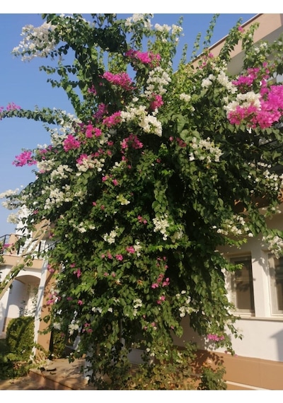 Çift Renkli Pembe Beyaz Begonvil Bougainvillea 30-60cm