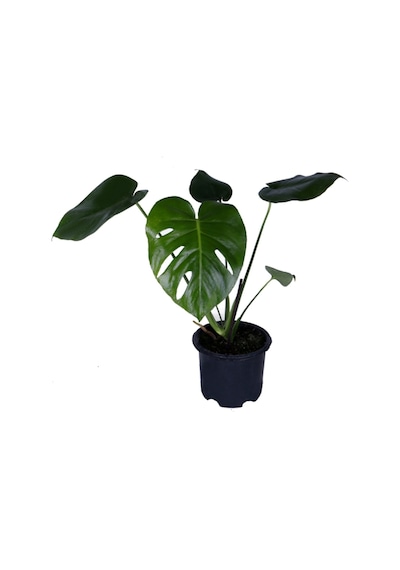 Deve Tabanı - Monstera Deliciosa - Bitki Boyu 30-40 Cm