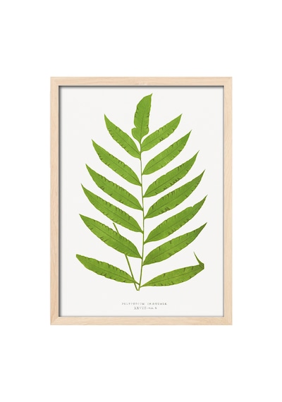 Leaf Ahşap Çerçeveli Poster, Dekoratif Sanatsal Duvar Tablosu