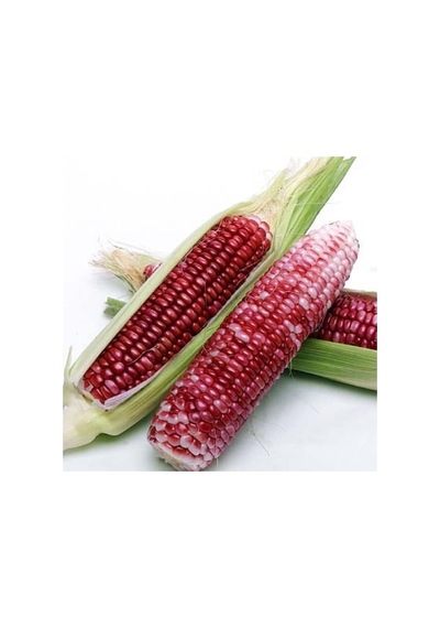 Nadir İthal Bordo Mısır Tohumu 5 Tohum + Tohum