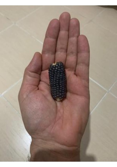 Ithal Mini Siyah Mısır Tohumu Ekim Seti