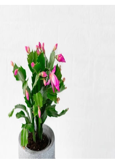 Schlumbergera 'pink' - Kaktüs Pembe Yılbaşı Çiçeği Yıllık Bitki Iç Mekan Bitkisi