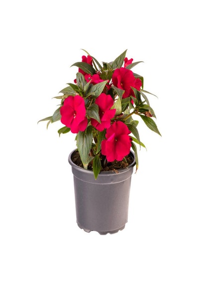 Serada Decor Plant - Fuşya + Ebruli + Pembe + Kırmızı Yeni Gine Cam Güzeli Çiçeği 3 Adet Balkon Bitkisi 10 - 15 CM