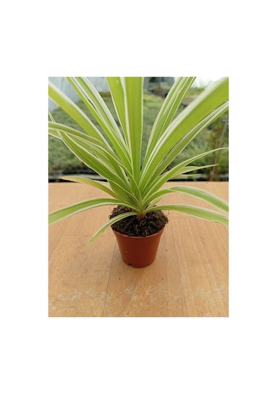 Chlorophtyum Comosun Variegata Kurdele Çiçeği Dışı Beyaz Içi Yeşil