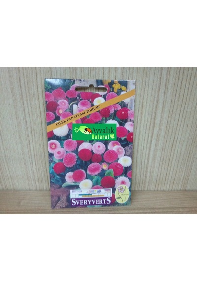 Çilek Papatya Çiçeği Tohumu Paket