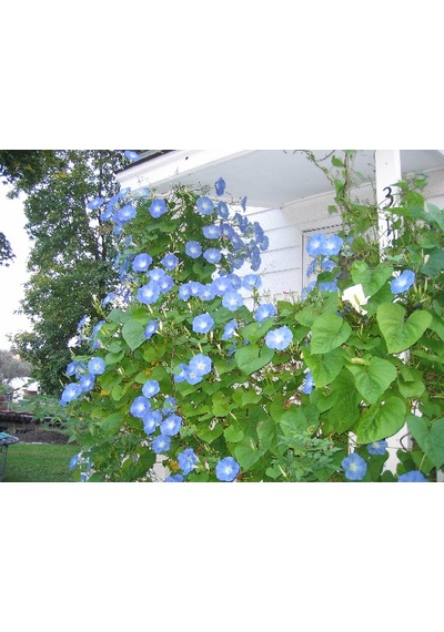 10+Sabah Sefası Heavenly Blue Tohumu N11438