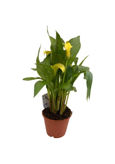 Gelin Çiçeği Gala Çiçeği Sarı 15-25 Cm Diğer